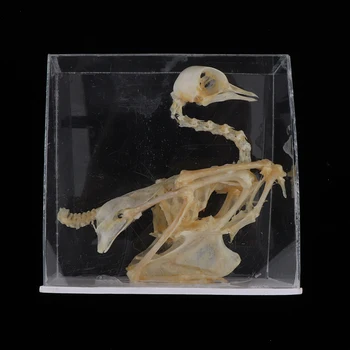 Animale Anatomice Model Porumbel, Pasăre Schelet Real Statuie, Copiii Știință și Natură Jucării, Rechizite de Laborator