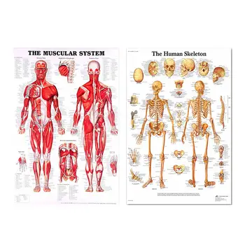 Pânză De Mătase Anatomia Omului Poster Musculaturii Scheletice Sistem De Predare Medicale Decorative De Perete Postere